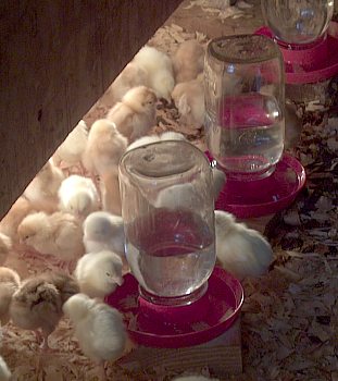 Baby chicks under a home-made brooder